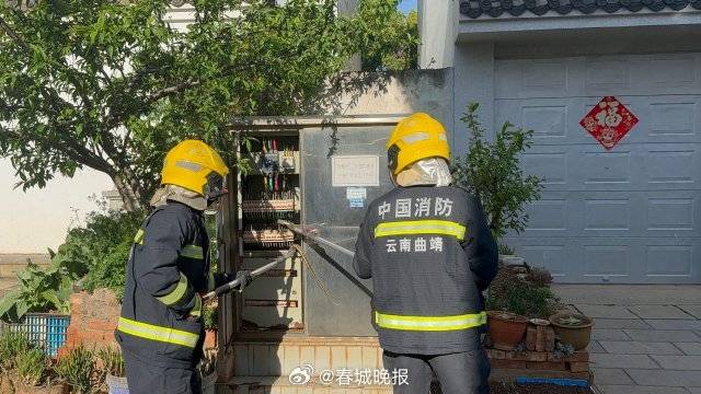 一條菜花蛇鉆進電表箱:電表計量箱