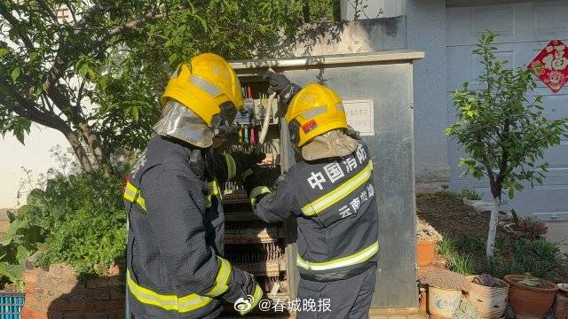一條菜花蛇鉆進電表箱:電表計量箱